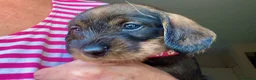 Dachshund dogs for sale: Wirehaired Dachshund Puppies (STD) - Advert 13