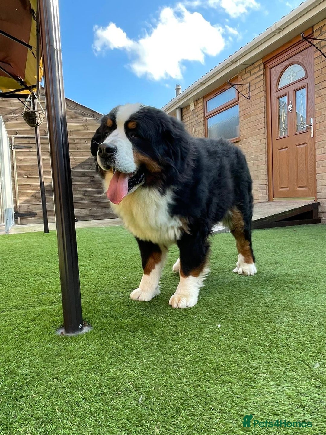 Bernese Mountain Dog dogs for sale: 🐾 Bernese Puppies – Ready Just Before  **   - Image 17