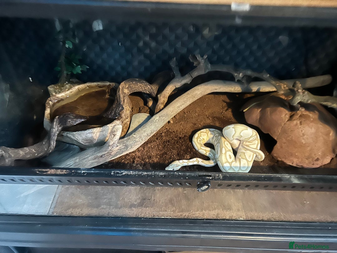 Python Snake reptiles for sale: Male Ball python /with tank - Image 6