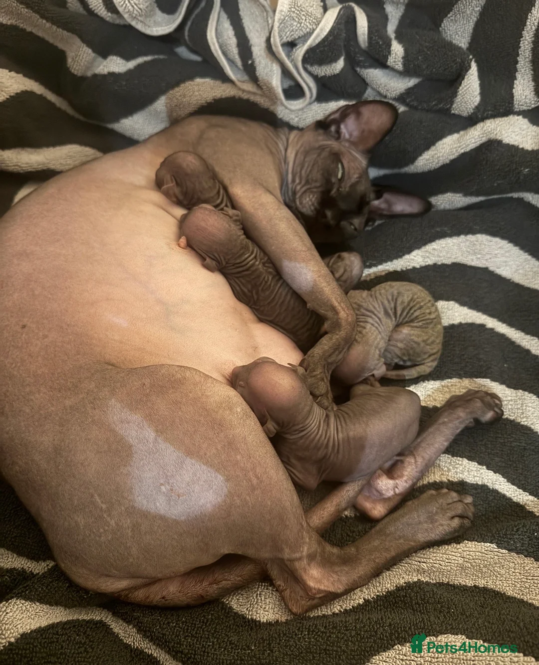 Sphynx cats for sale: Beautiful Sphynx Kittens - Advert 1