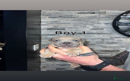 Staffordshire Bull Terrier dogs for sale: 2 red/2 red fawn puppies - Image 4