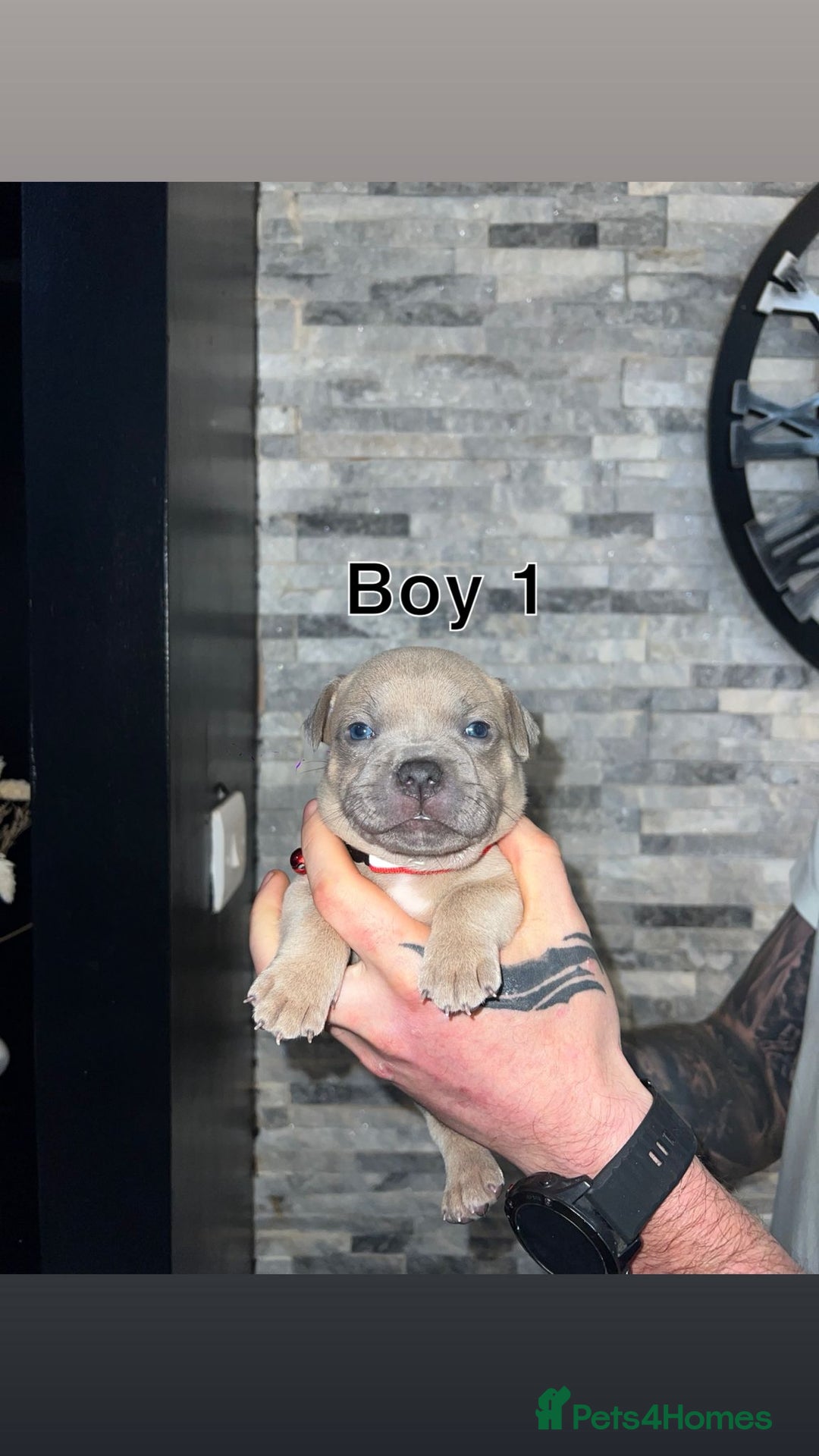 Staffordshire Bull Terrier dogs for sale: 2 red/2 red fawn puppies - Image 4