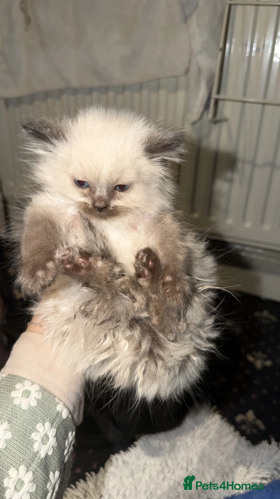 Ragdoll cats for sale: Ragdoll kittens  - Advert 2