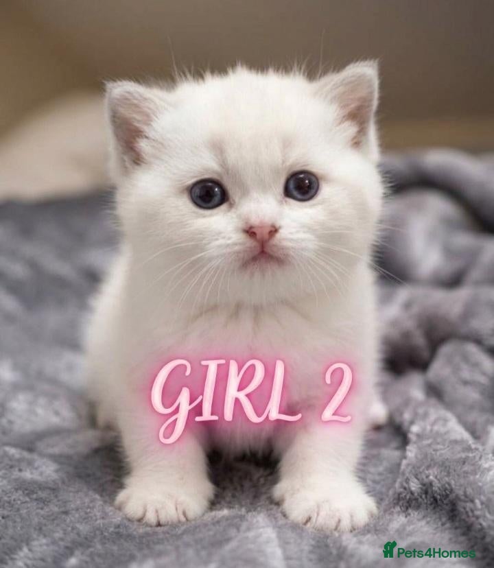 Ragdoll cats 🏆🥇Champion Bloodline🧸😻Ragdolls💖 - Advert 1