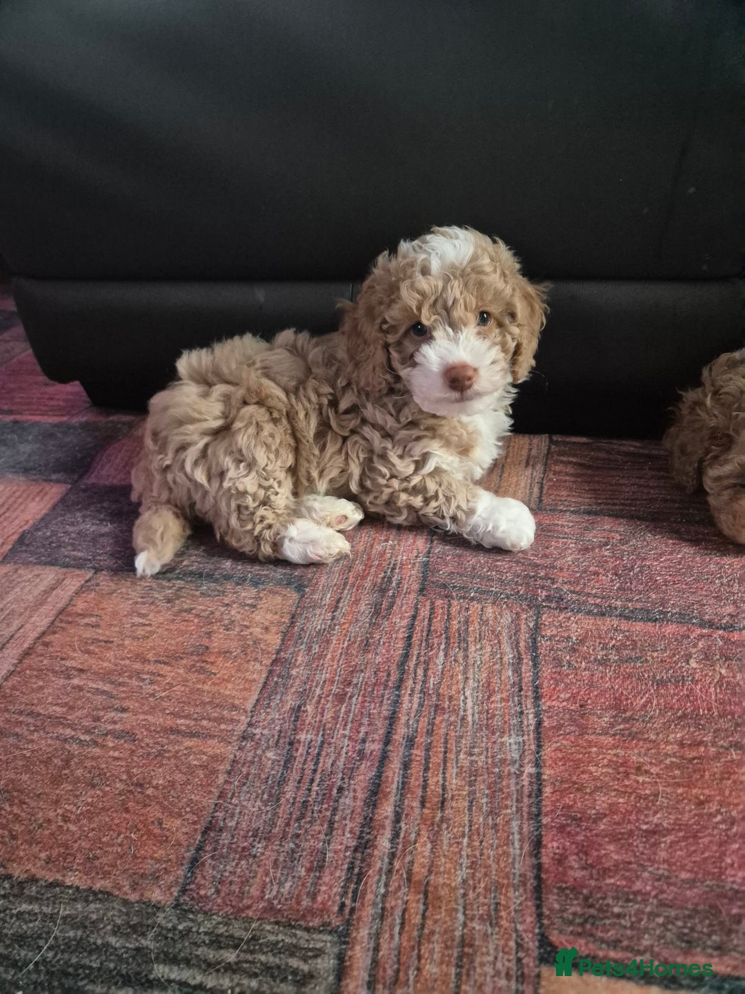 Labradoodle dogs for sale: Stunning F3 miniature labradoodles!  - Advert 40