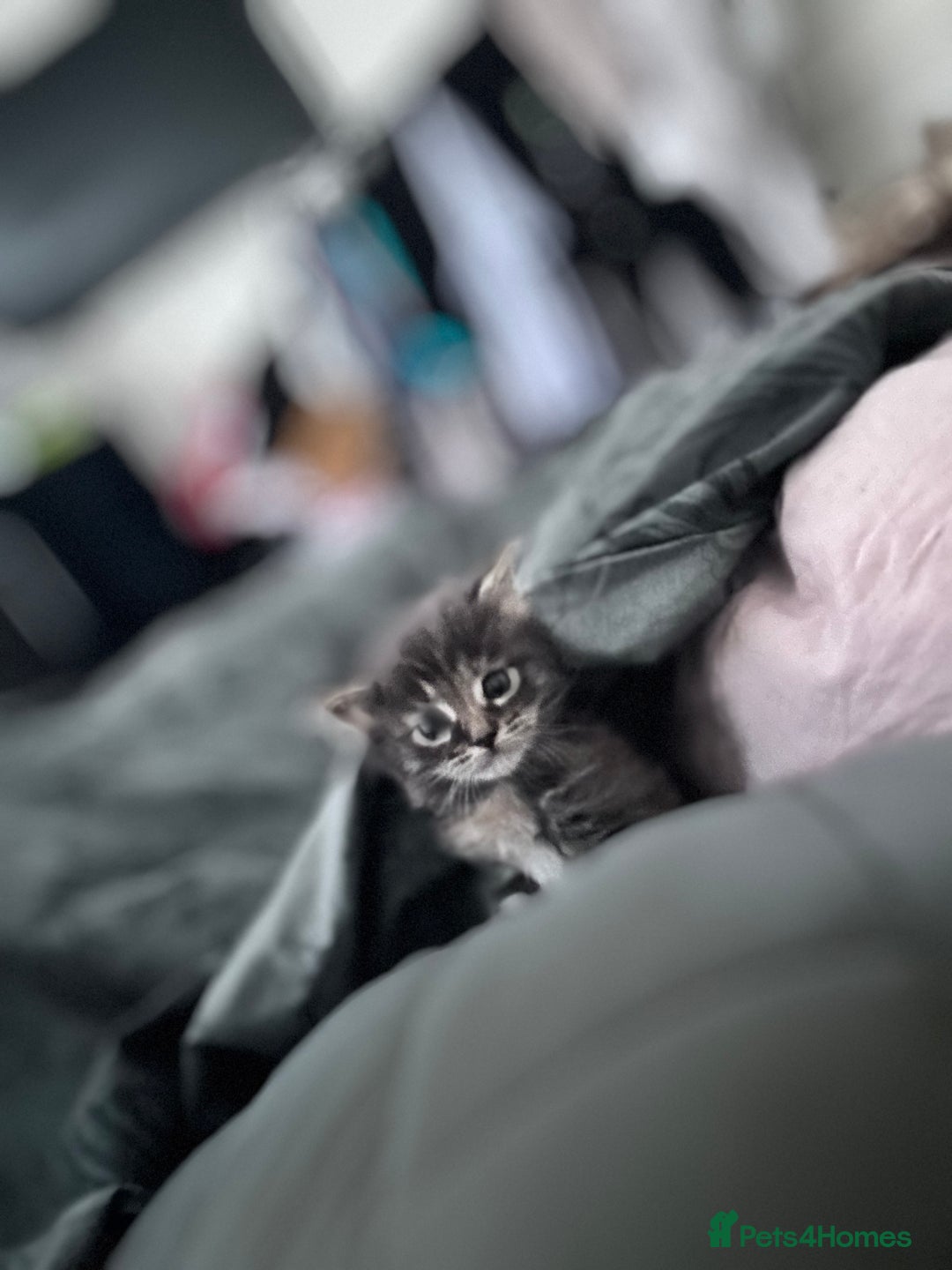 Maine Coon cats for sale: Mainecoon little lady ready for new home - Advert 18