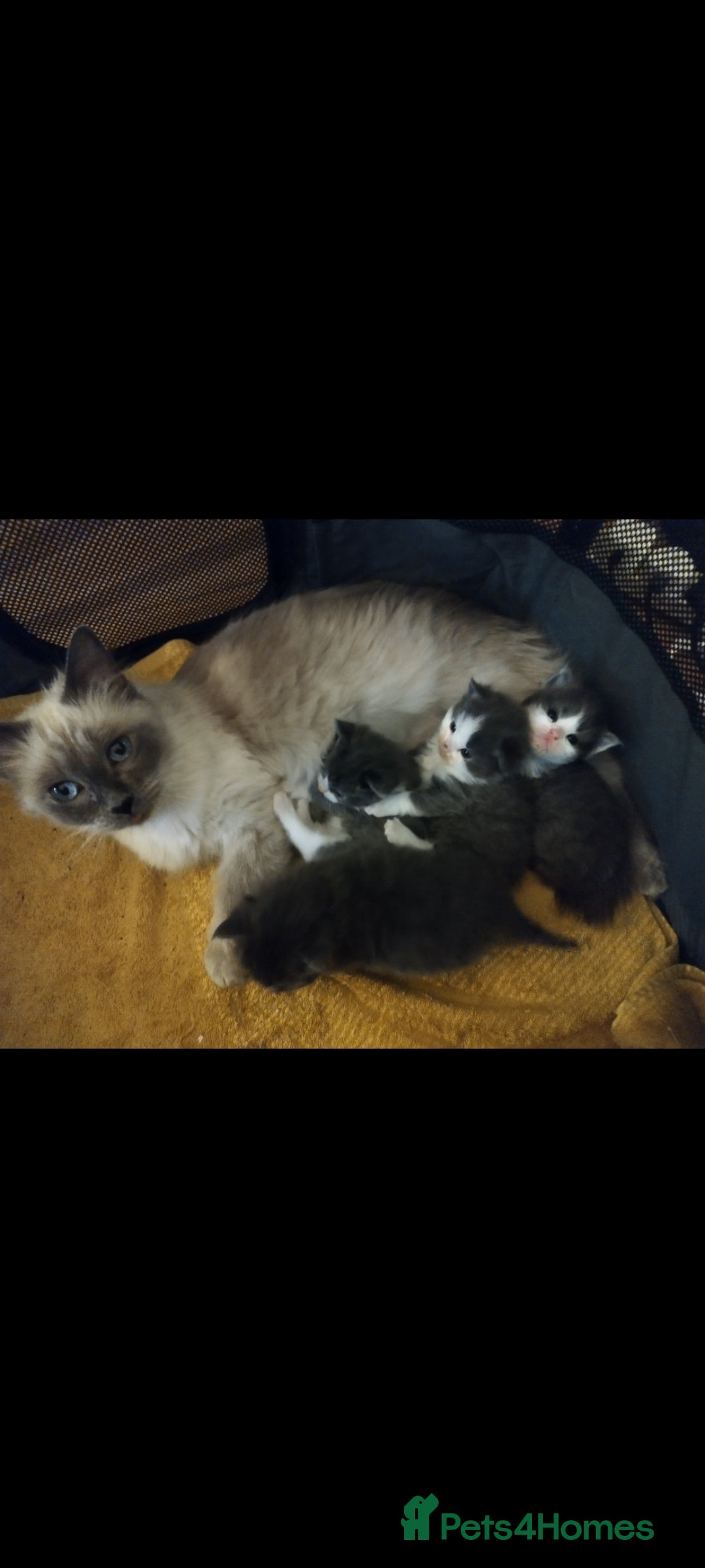 Ragdoll cats for sale: Ragdoll British shorthair kittens - Image 7