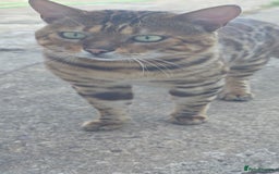 Bengal cats for sale: Mixed Tabby x Bengal Kittens – 2 Males Left 🐾 - Image 9