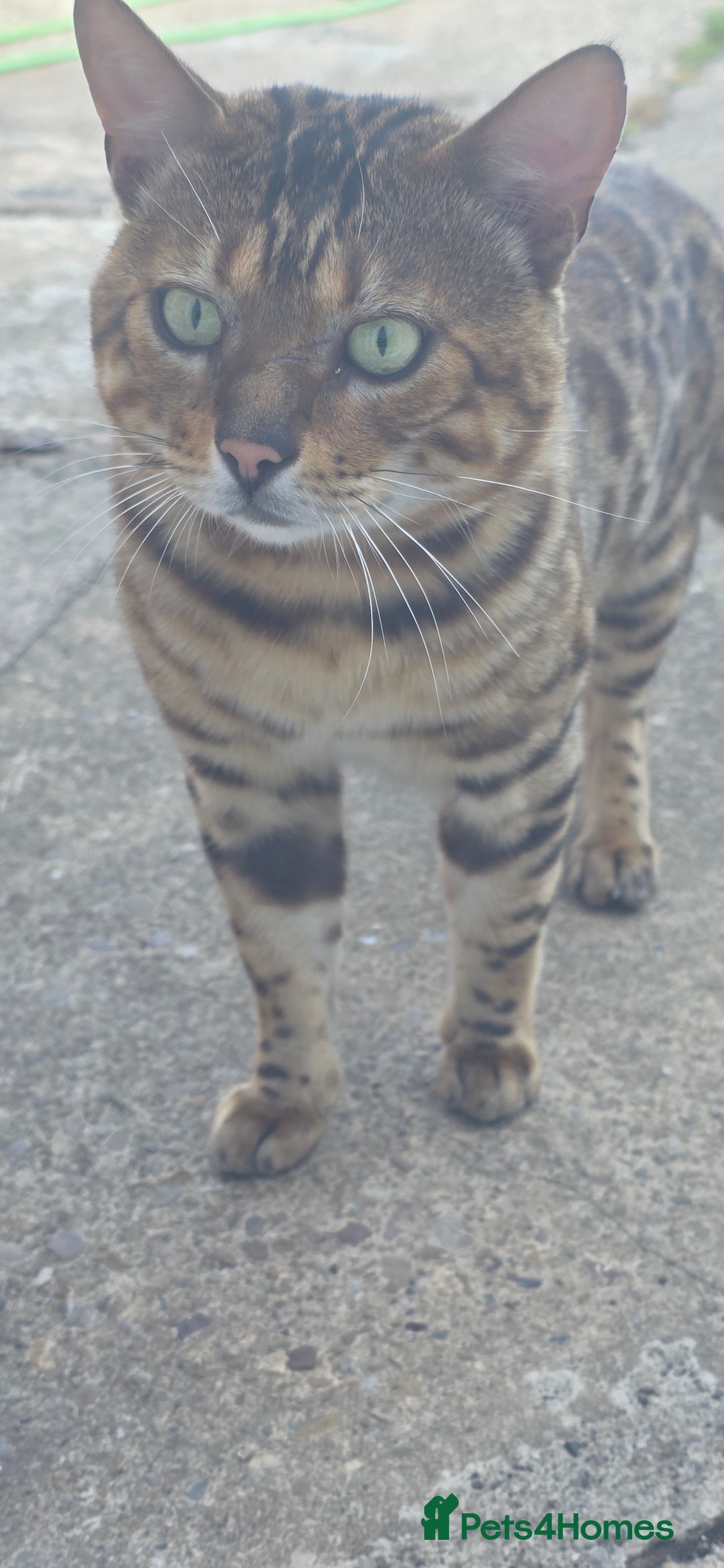 Bengal cats for sale: Mixed Tabby x Bengal Kittens – 2 Males Left 🐾 - Image 9