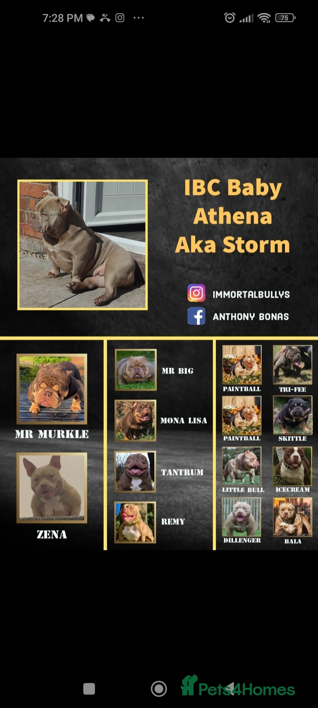 American Bully dogs for sale: Abr Micro Exotic American Bully - Image 10