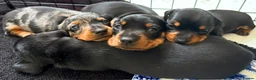 Miniature Dachshund dogs for sale: Litter of four Miniature Dachshunds - Advert 3