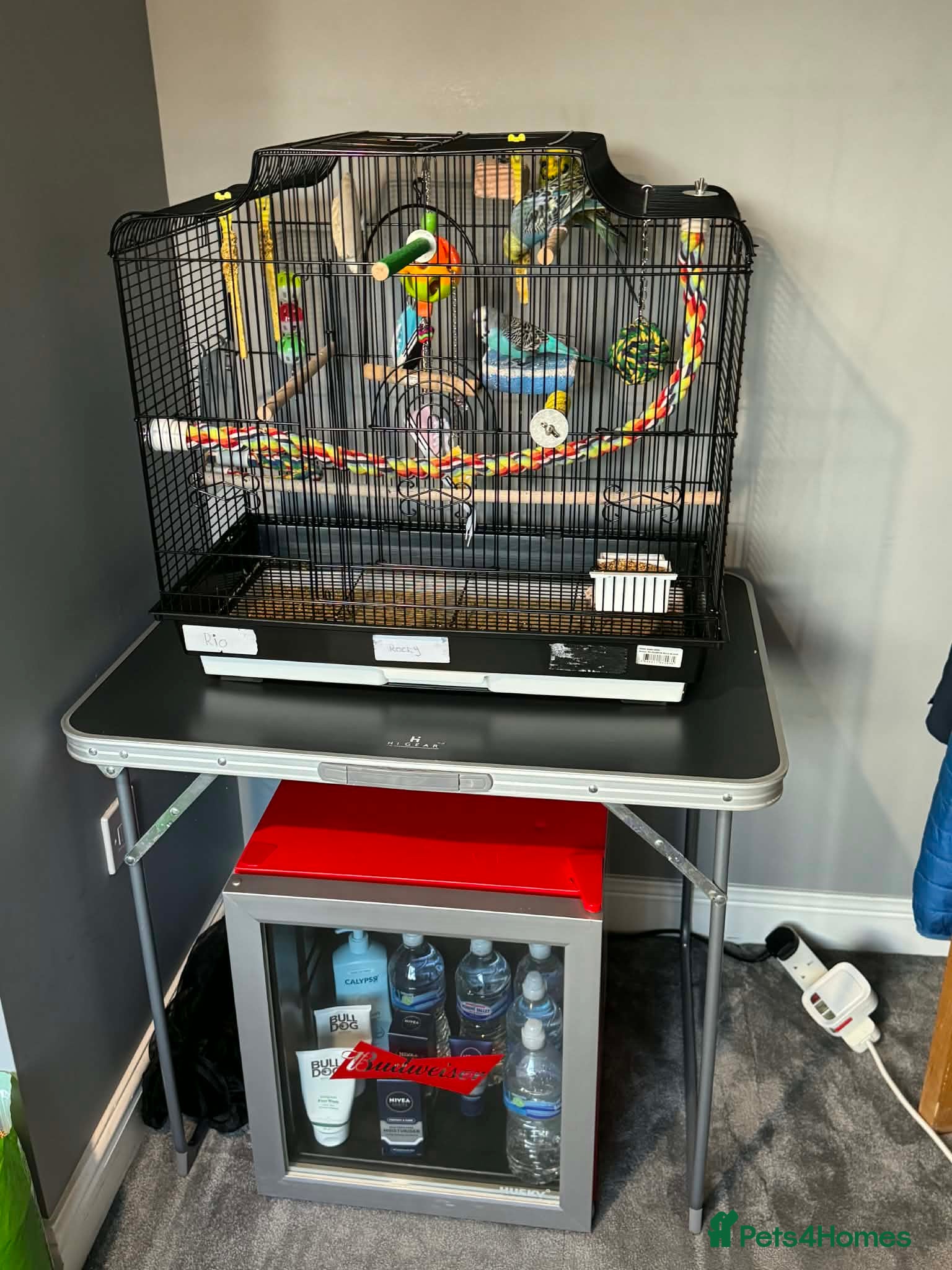 Budgerigars birds Cage and 3 Budgies for sale - Advert 1