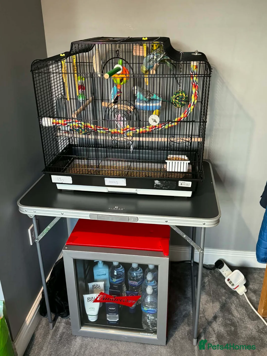 Budgerigars birds for sale: Cage and 3 Budgies for sale - Advert 1