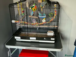 Budgerigars birds Cage and 3 Budgies for sale - Advert 1