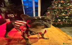 French Bulldog dogs for sale: French Bulldog looking for a forever home. - Image 5
