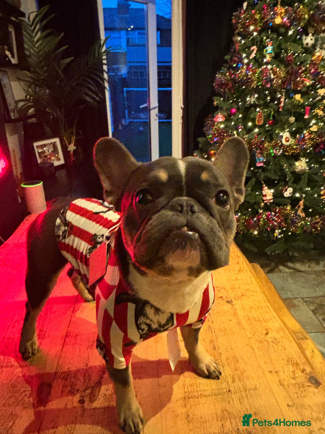 French Bulldog dogs for sale: French Bulldog looking for a forever home. - Image 5