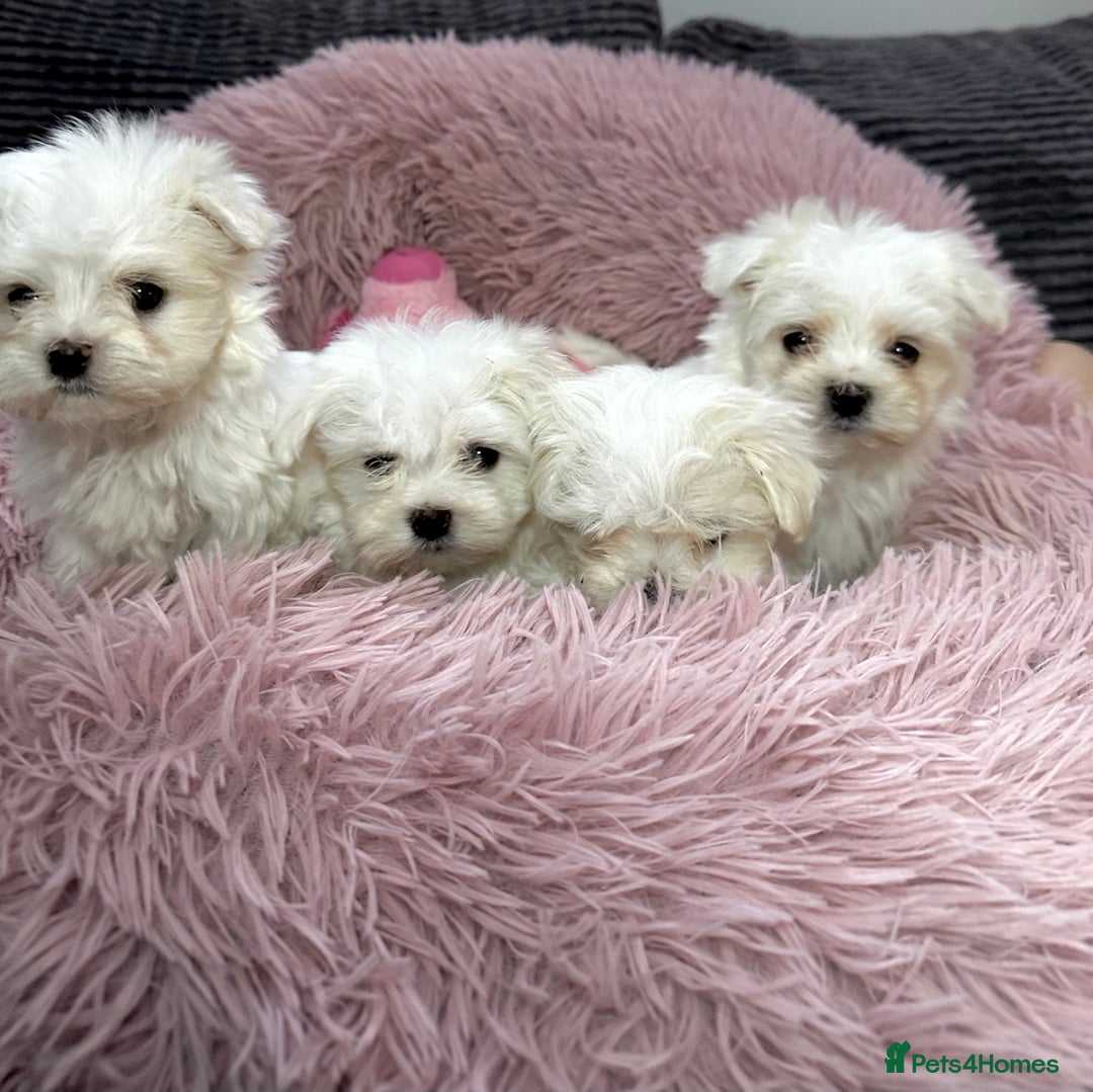Maltese dogs for sale: Maltese puppies - Advert 4