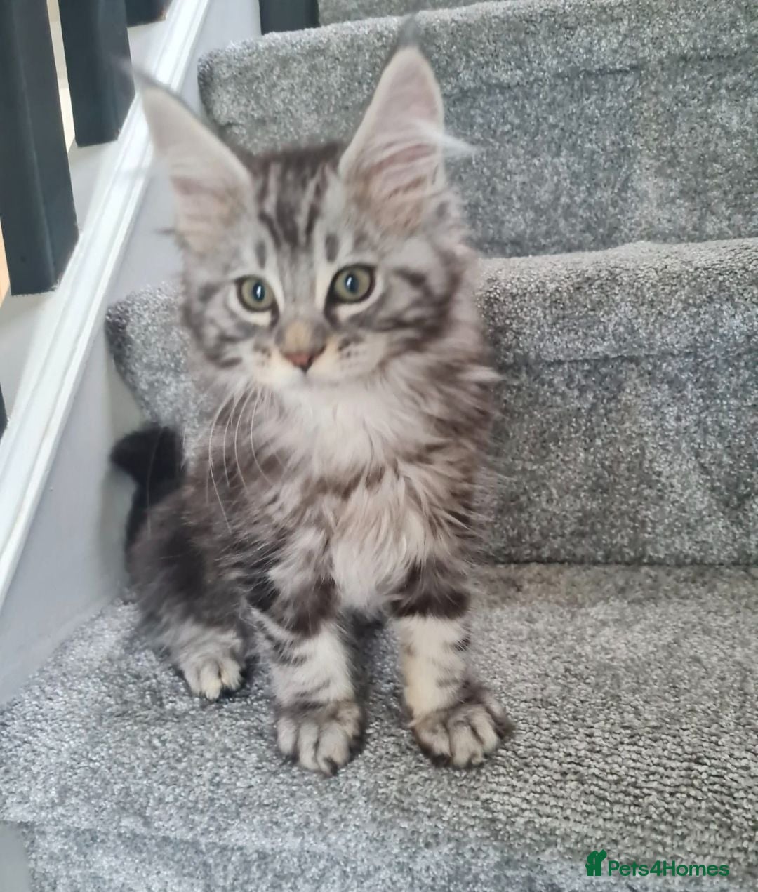 Maine Coon cats Tica reg Chunky Maine Coon Kittens - Advert 1