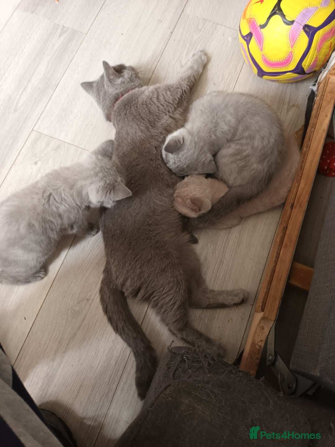 Brazilian Shorthair cats for sale: 2 British Shorthair Brothers  - Image 7