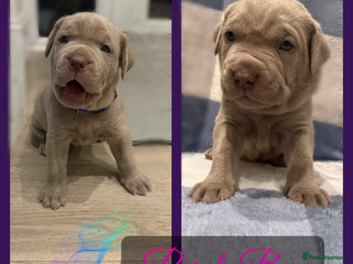 Mastiff dogs Neapolitan x Cane Corso Mix - Advert 2