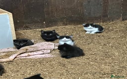 Mixed Breed cats for sale: KITTENS - Image 9