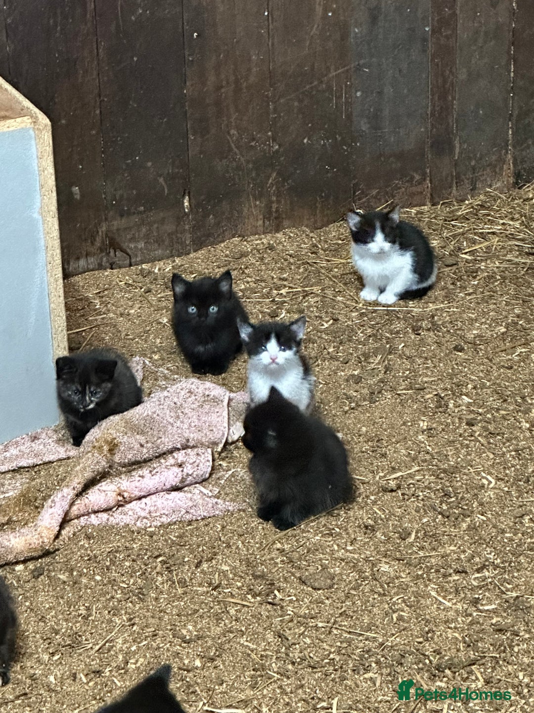 Mixed Breed cats for sale: KITTENS - Image 9