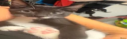 British Longhair cats for sale: Adorable Kittens Looking for Homes! - Advert 3