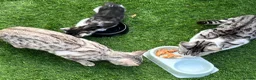 Bengal cats for sale: Silver Bengal mother & two male kittens for sale in Birmingham - Advert 3