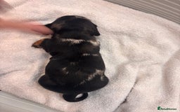Miniature Dachshund dogs for sale: Mini Dachshund  - Image 11