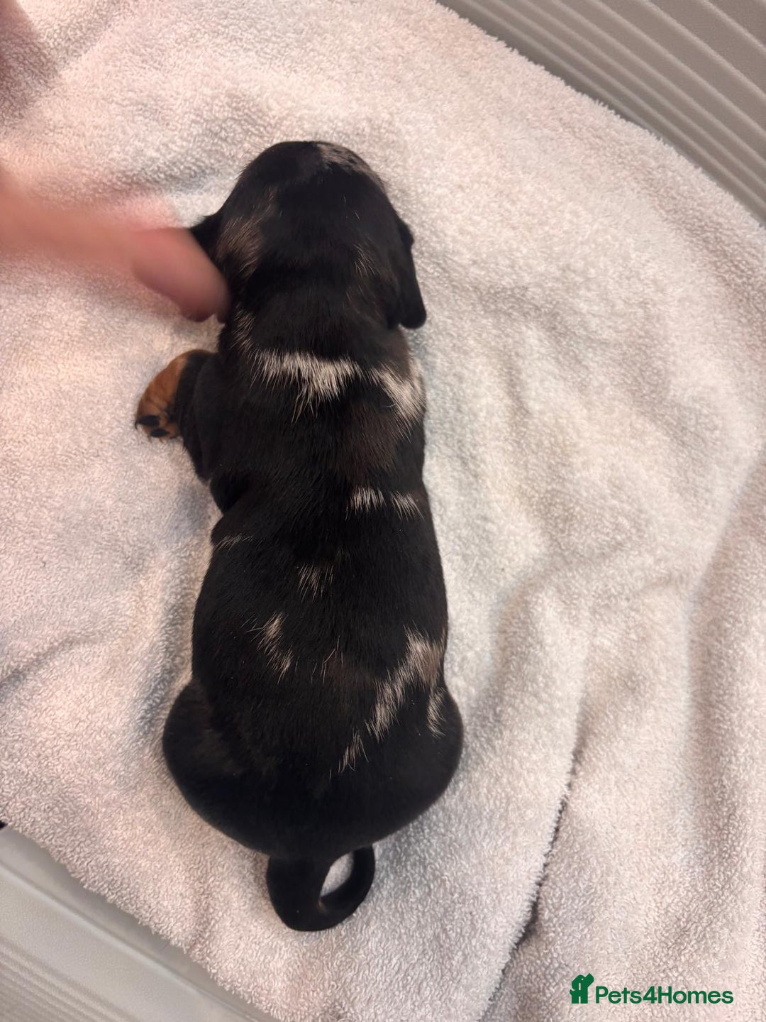 Miniature Dachshund dogs for sale: Mini Dachshund  - Image 11