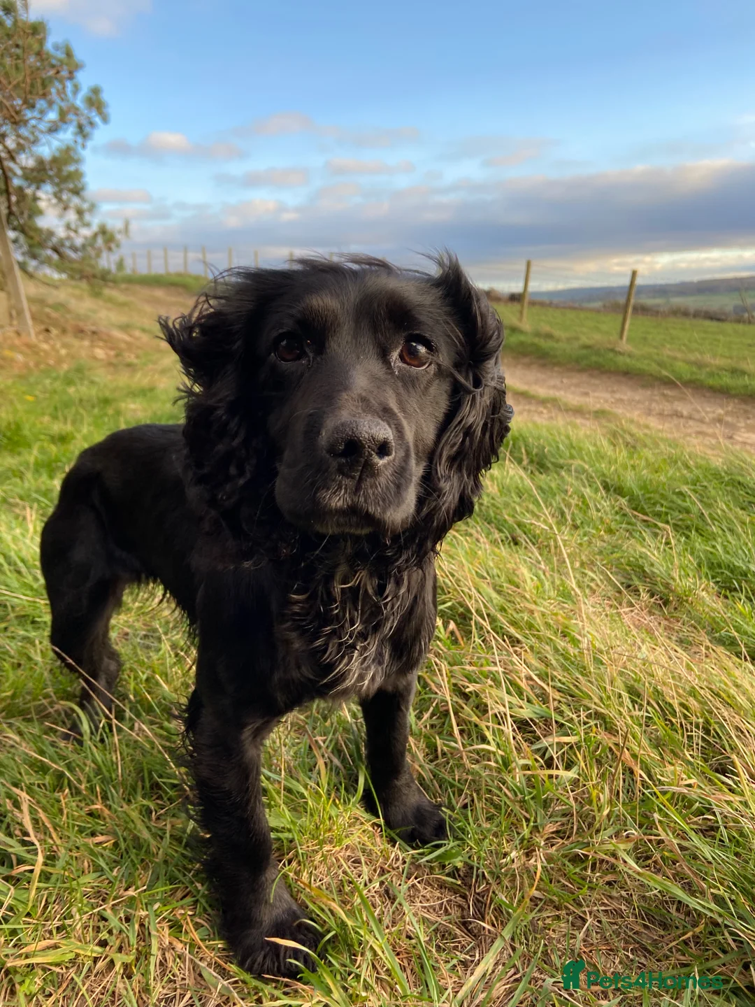 Cocker Spaniel dogs for sale: KC Registered Working Cockers  - Advert 2