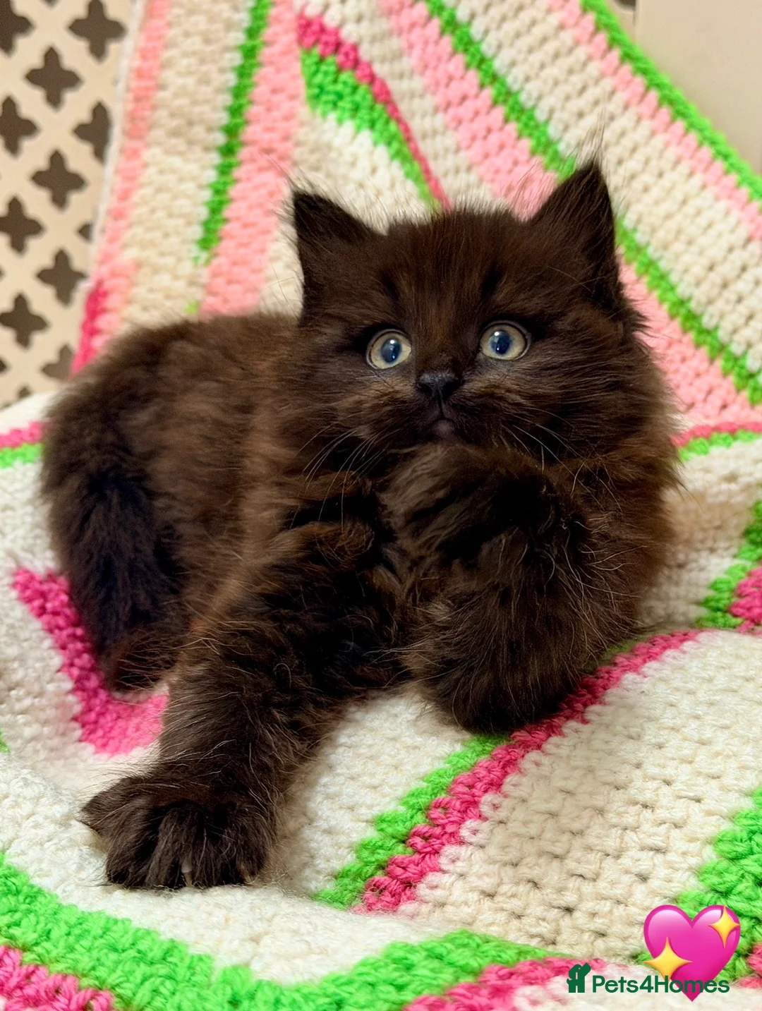 Mixed Breed cats for sale: 💖 MAINE COON X RAGDOLL *PARENTS HEALTH TESTED* 💖 - Advert 7