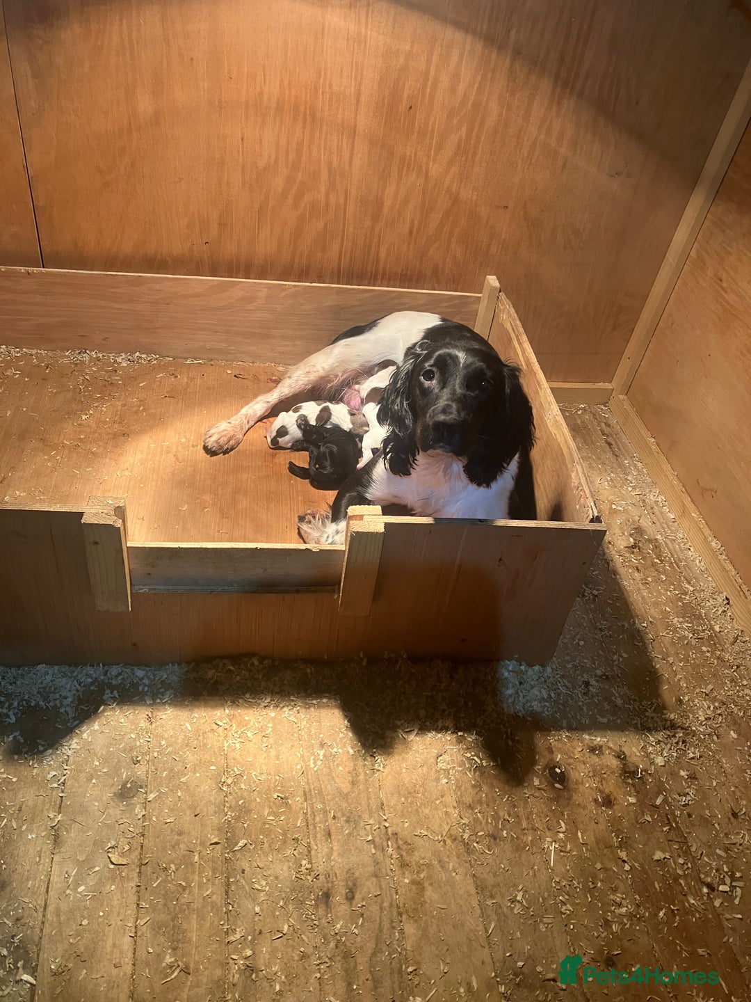 Sprocker dogs for sale: Black beauty  - Advert 2