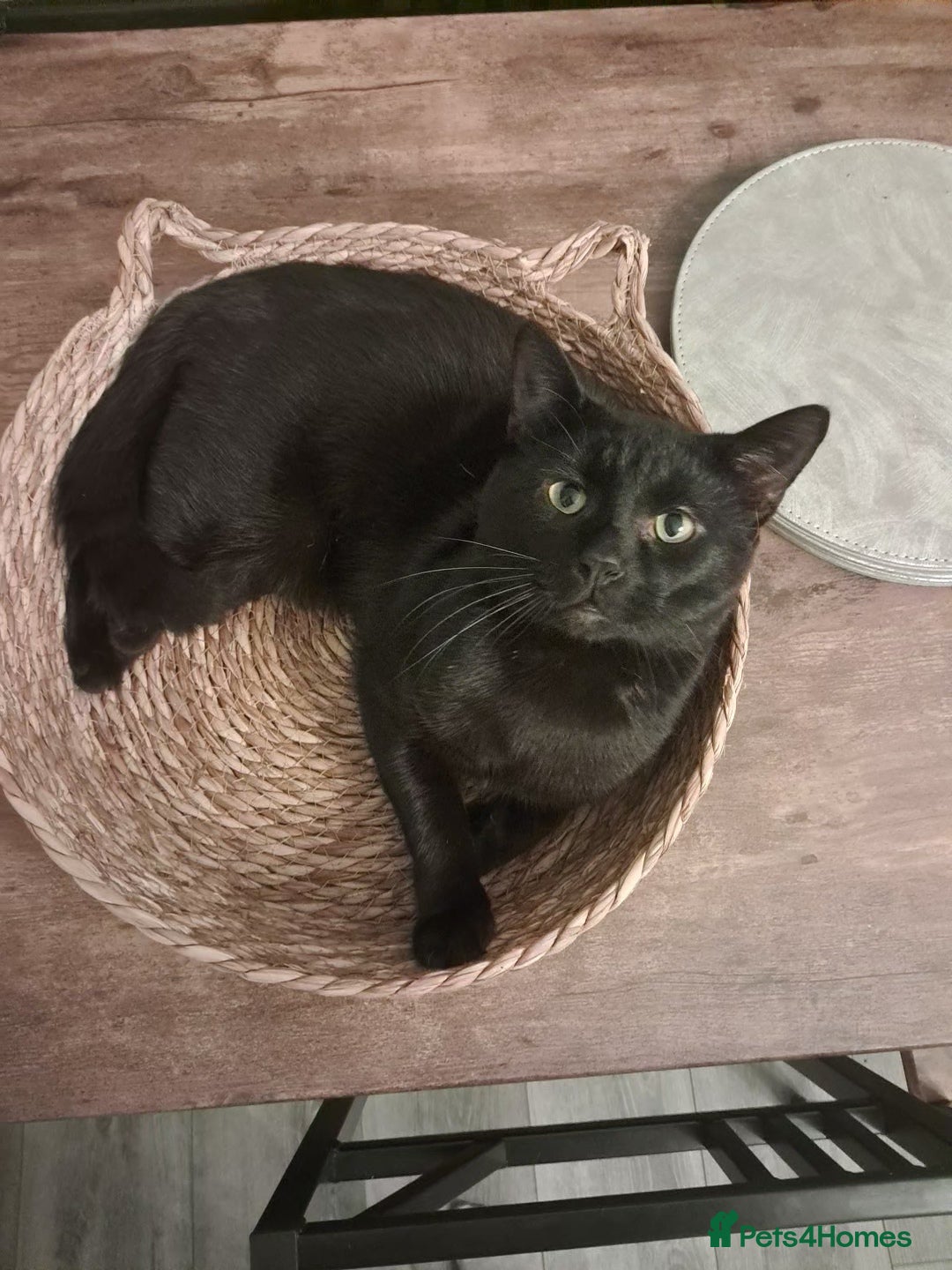 Mixed Breed cats 1 year old male cat - Advert 1
