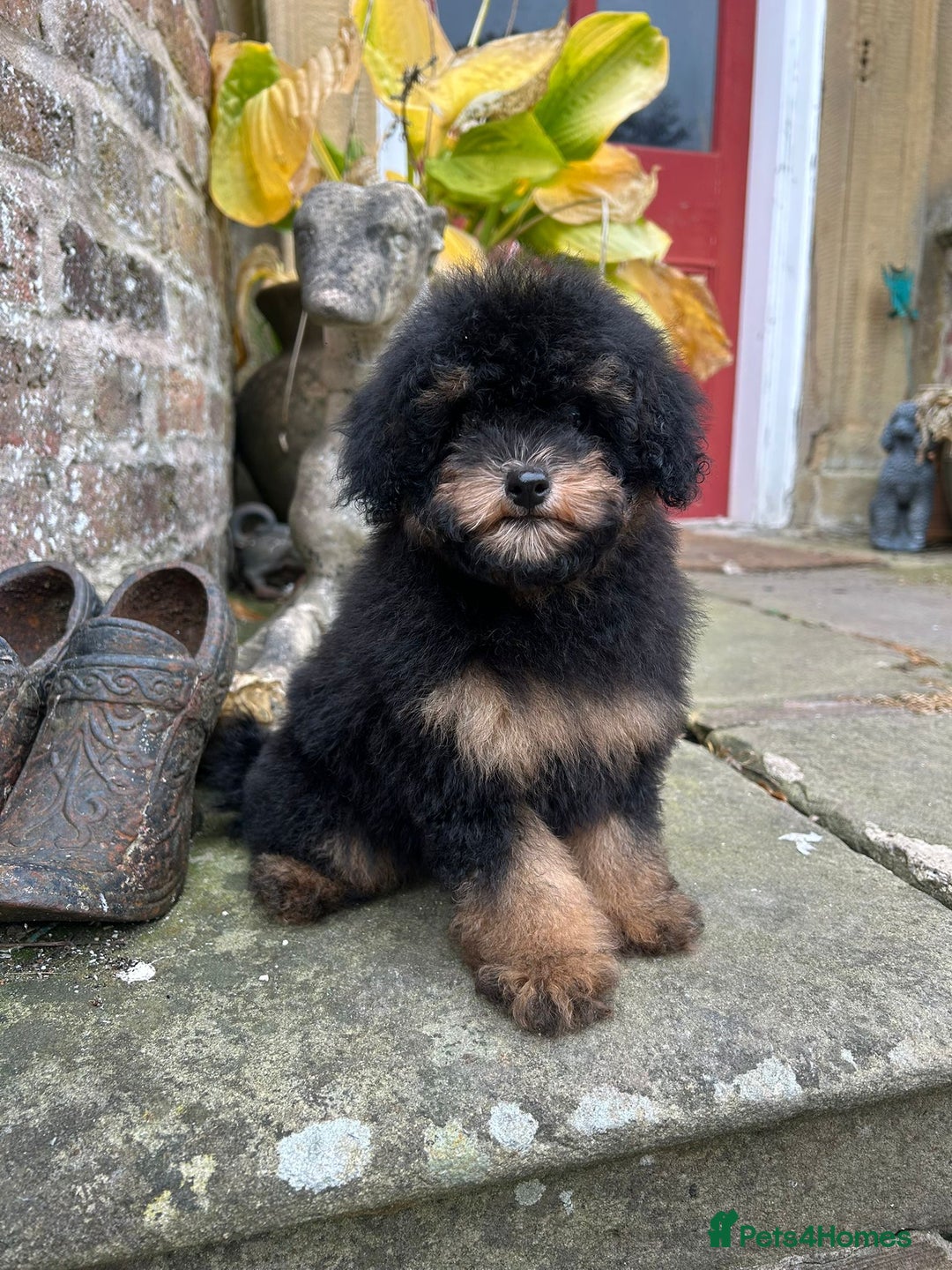 Toy Poodle dogs for sale: Beautiful KC Reg. Small Toy Poodle Puppies - Image 9