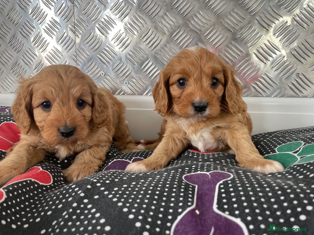 Cavapoo dogs for sale: F1 CAVAPOO puppies for sale  - Image 14