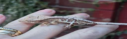 Gecko reptiles for sale: Various crested geckos - Advert 11