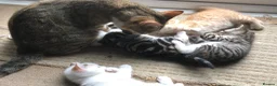 Mixed Breed cats for sale: 5 beautiful kittens looking for new homes - Advert 12