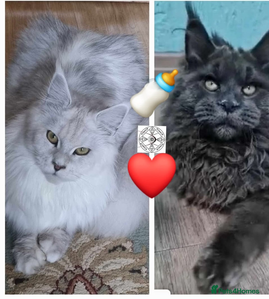 Maine Coon cats for sale: XXL beautiful pedigree kittens  - Advert 13