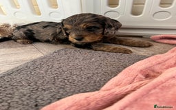 Cockapoo dogs for sale: F1 Cockapoo puppies  - Image 8