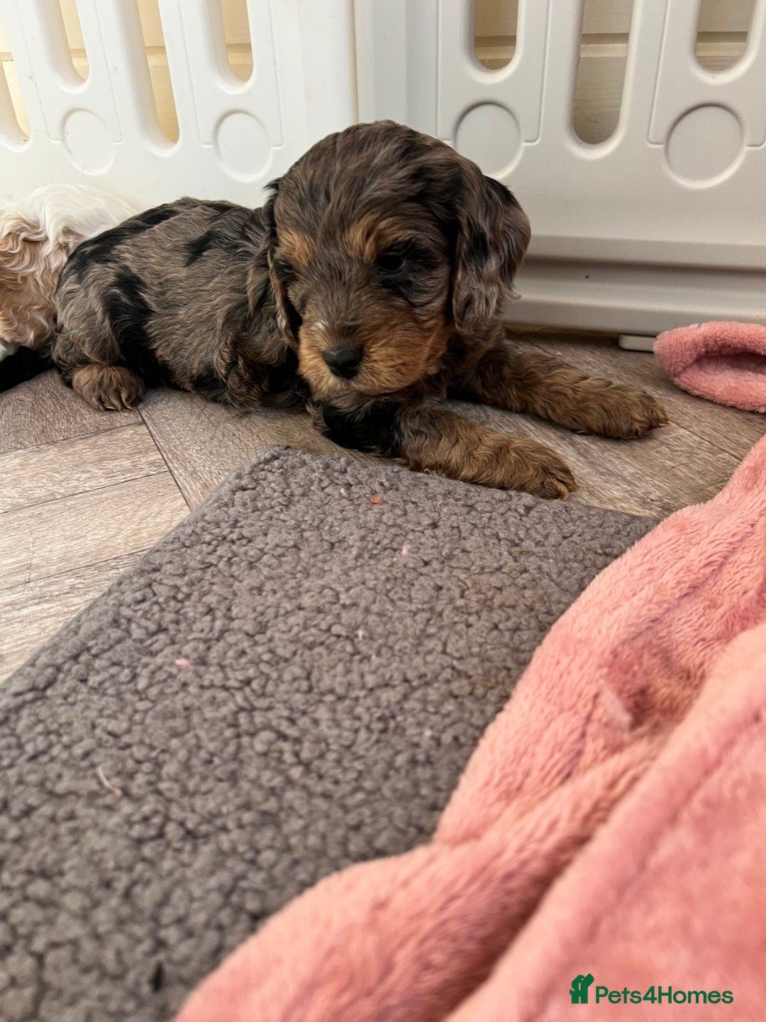 Cockapoo dogs for sale: F1 Cockapoo puppies  - Image 8