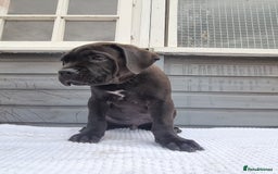 Cane Corso dogs for sale: Italian cane corso puppies  - Image 1