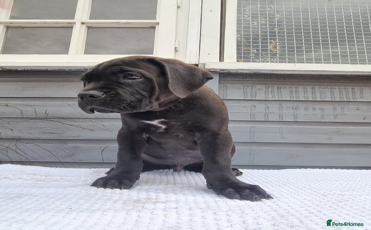 Cane Corso dogs - Advert 10