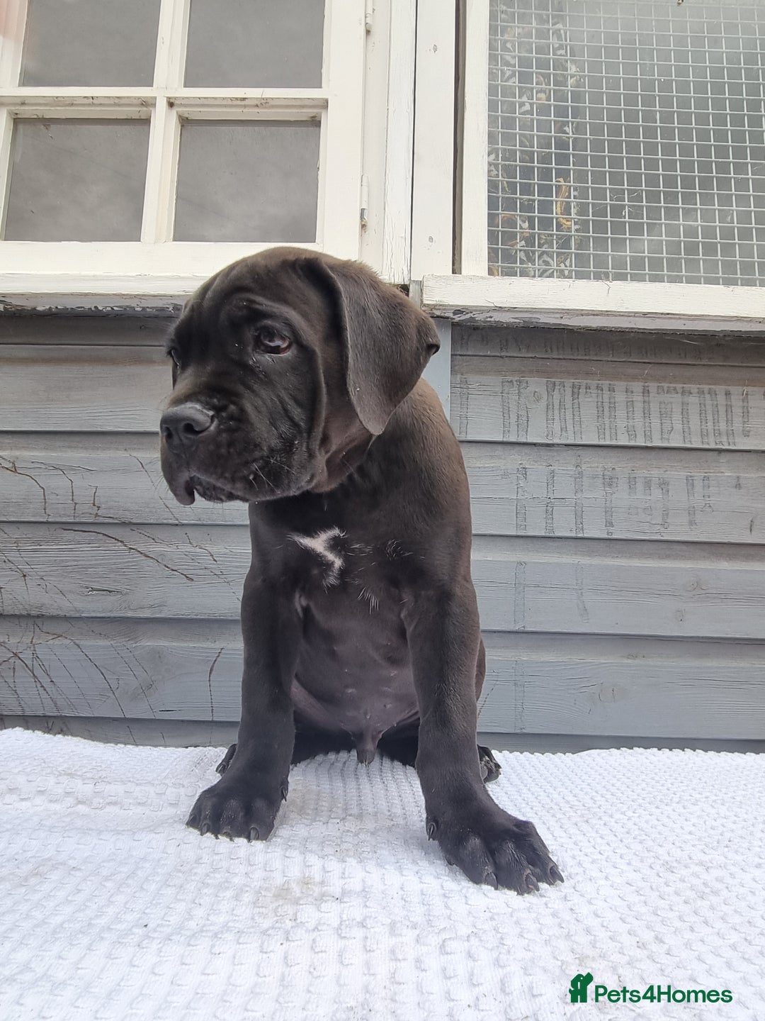 Cane Corso dogs for sale: Italian cane corso puppies  - Image 1