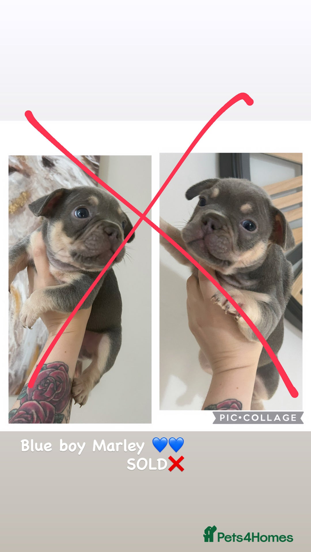 French Bulldog dogs for sale: Outstanding Frenchie’s!! Ready to go in 1 week - Image 14
