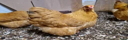 Chickens poultry for sale: Buff Orpingtons for sale - Advert 4