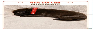 Red Collar-Boy