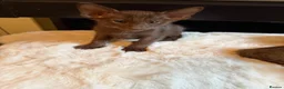 Oriental cats for sale: GCCF Oriental Kittens  - Advert 11
