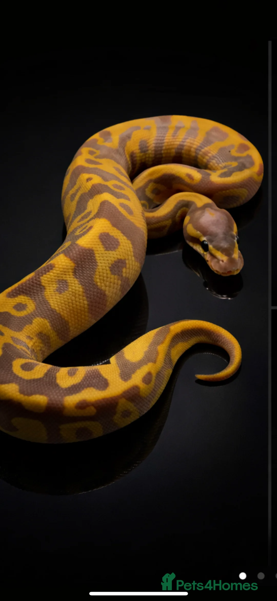 Python Snake reptiles for sale: UPDATED!! Ball Pythons Available - - Advert 1