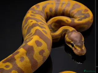 Python Snake reptiles UPDATED!! Ball Pythons Available - - Advert 19